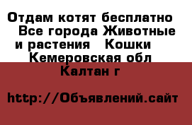 Отдам котят бесплатно  - Все города Животные и растения » Кошки   . Кемеровская обл.,Калтан г.